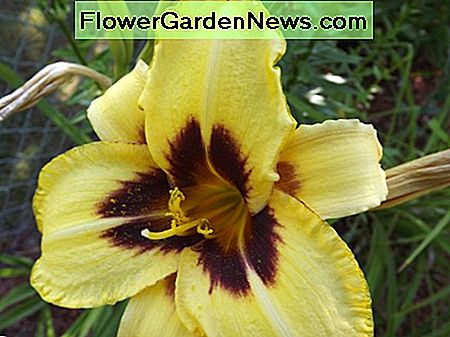 El Desparado Taglilie El Desparado Daylily
