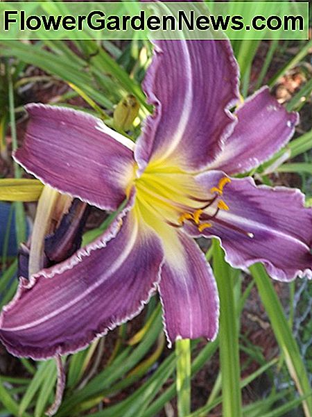 Diese Taglilie ist, was als Spinne bekannt ist. Die meisten Spinne Taglilien haben noch dünnere Blütenblätter. Sie sind bei Sammlern beliebt. This daylily is what is known as a spider. Most spider daylilies have thinner petals yet. They are popular with collectors.