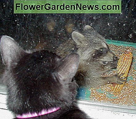 Zorg ervoor dat je katten altijd een optie hebben om weg te komen van wasberen Make sure your cats always have an option to get AWAY from raccoons