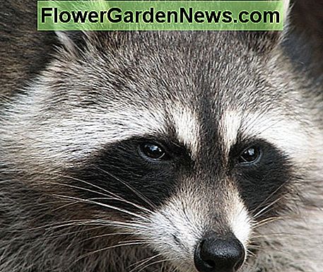 Hoe slim zijn wasberen? Heel. Zeer zeer zeer. How smart are raccoons? Very. Very, very, very.
