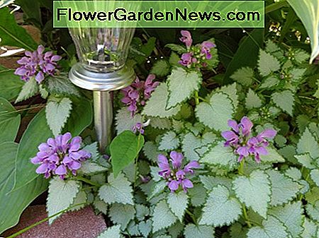Lamium Lamium
