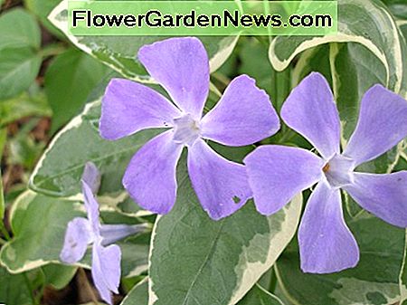 Vinca Minor with variegated leaves