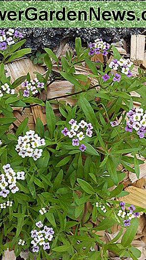 Alyssum Alyssum