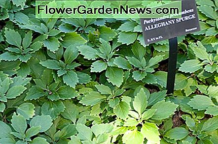 Pachysandra Pachysandra