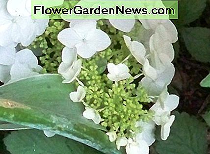 Die Blüten der Pflanze wachsen in einem Kegel und sind wie ein Traubenhaufen geformt. The blooms of the plant grow in a cone and are shaped like a grape cluster.