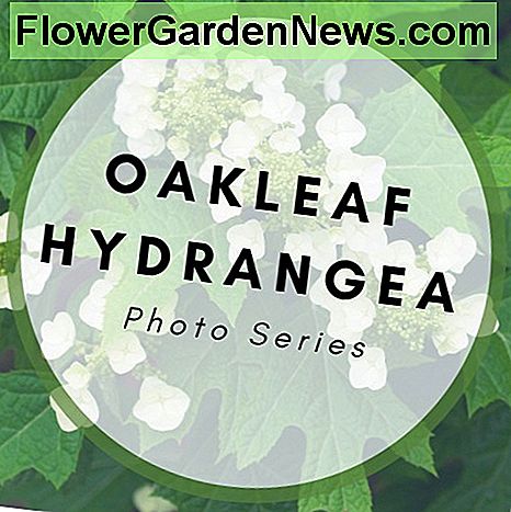 Eine blühende Hortensie ist ein Hingucker. A blooming hydrangea plant is a showstopper.