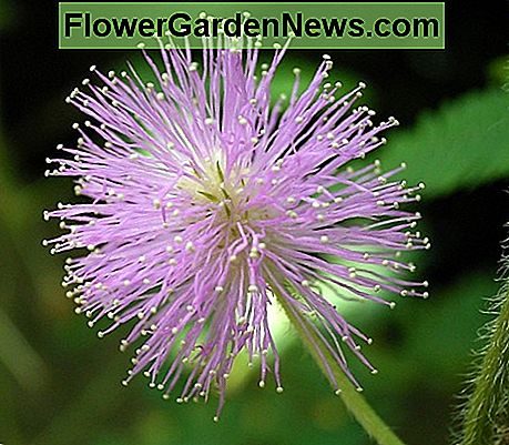Abschluss oben einer Mimosen pudica Blume Close up of a mimosa pudica flower