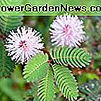 Paket von 100 Samen, empfindliche Pflanze kompaktes Wachstum (Mimosa Pudica) Non-GMO-Samen von Saatgut benötigt