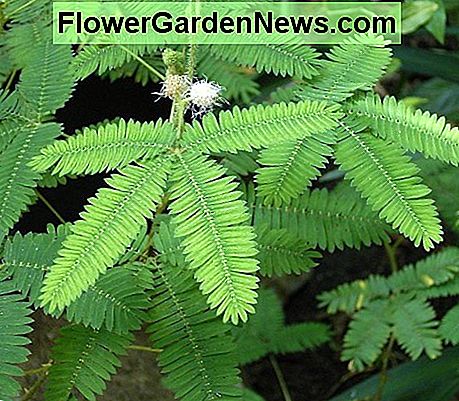 Abschluss oben von Mimosen pudica Pflanzenblättern Close up of mimosa pudica plant leaves