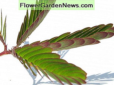 Die schrumpfenden Blätter einer Mimosen-pudica Anlage The shrinking leaves of a mimosa pudica plant