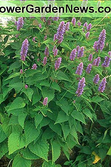 Anis Ysop Anis hyssop