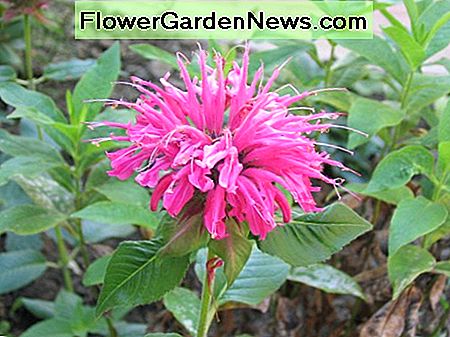 Bienenbalsam Bee balm