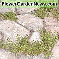 Kriechender Thymian, der zwischen Felsen wächst Creeping thyme growning between rocks