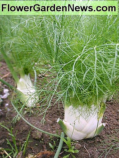 Fenchel Fennel
