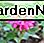 Bienenbalsam Bee balm