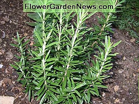 Rosmarin Rosemary