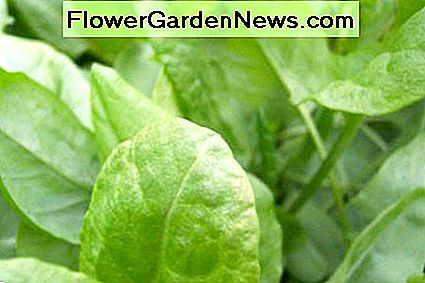 Sauerampfer Sorrel