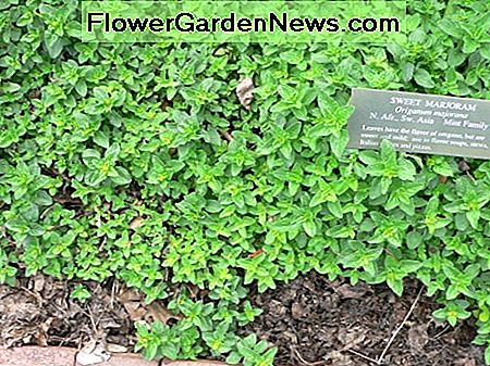 Süßer Majoran Sweet marjoram
