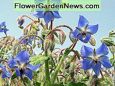 Borretsch Borage