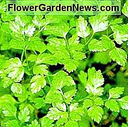 Kerbel Chervil