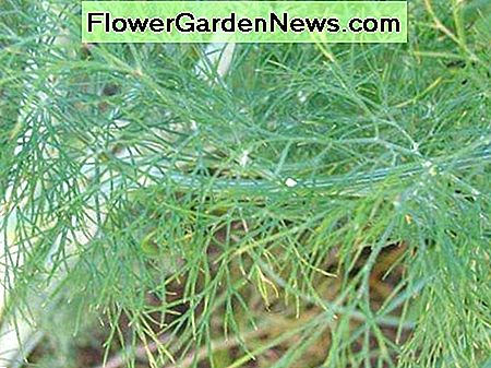 Dill Dill