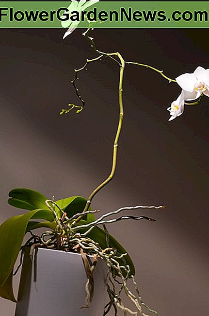 Eine Orchideenpflanze, die dringend umgetopft werden muss (beachten Sie die Wurzeln, die aus dem Topf wachsen). An orchid plant in desperate need of repotting (notice the roots growing out of the pot).