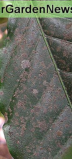 Sooty ple艣艅 na li艣ciu gardenii. Sooty mold on a gardenia leaf.