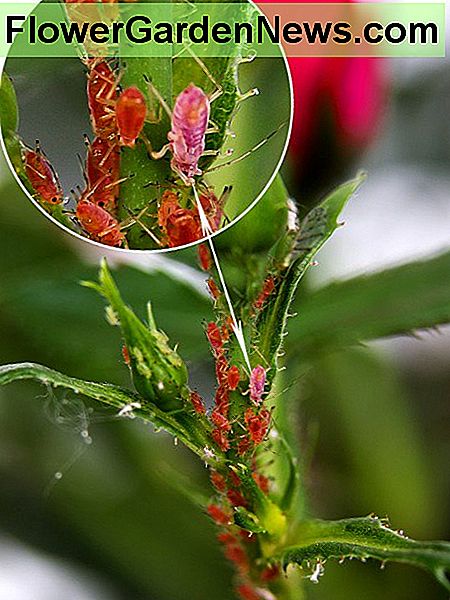 Zbli偶enie kor贸wki na trzonie kwiat. Closeup of aphids on the stem of a flower.