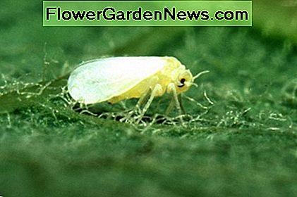 M膮czlik powoduje ple艣艅. The whitefly causes sooty mold.