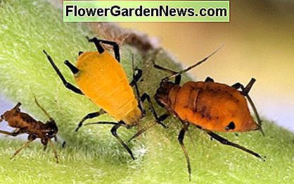 Obraz przedstawiaj膮cy mszyce kolory. Mszyce produkuj膮 spad藕, kt贸ry karmi si臋 ple艣ni膮. Picture showing aphid colors. Aphids produce honeydew which feeds sooty mold.