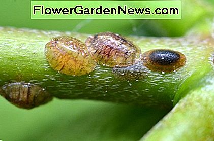 Skalowane owady r贸wnie偶 偶ywi膮 si臋 ple艣ni膮. (Coccoidea) Scale insects also feed sooty mold. (Coccoidea)