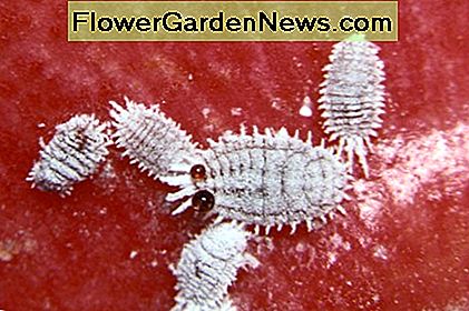 Mealybug - Pseudococcus calceolariae - przyczyniaj膮 si臋 do powstawania ple艣ni. Mealybug - Pseudococcus calceolariae - are a contributor to sooty mold.