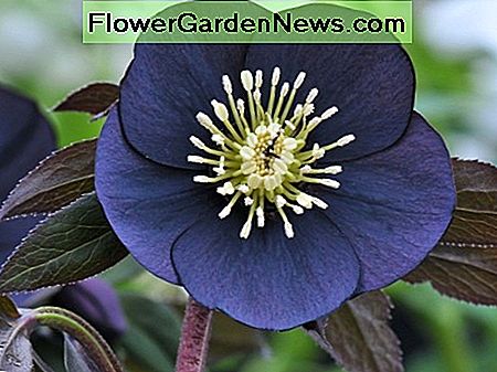 Lengvi rožė yra graži bet kokia spalva. Tai dar vienas hibridas, pavadintas Helleborus x hybridus. Tai labai panašus į naktinę kalną lenten rose ir juodųjų deimantų lenten rose. The lenten rose is beautiful in any color. This is another hybrid called the Helleborus x hybridus. It closely resembles the night coaster lenten rose and the black diamond lenten rose.