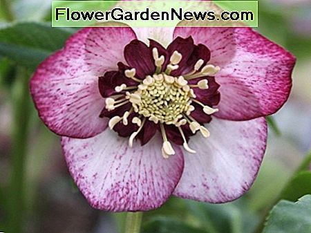 Tai yra hibridinė lentenų rožių įvairovė, vadinama This is a hybrid variety of lenten rose called the Helleborus x hybridus, a bee-friendly flower.