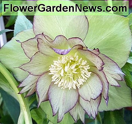 Šis švelnus rožė yra dvigubai žalias piketas. This lenten rose is a helleborus double green picotee.