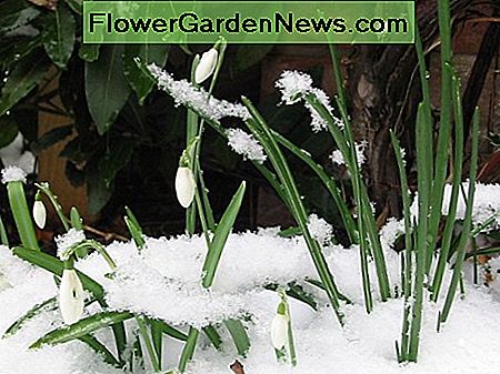 Snowdrops va crește și va înflori în zăpadă Snowdrops will grow and bloom in the snow