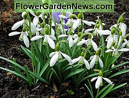 Flori de floarea-soarelui care prezintă pata verde interioară Snowdrop flowers showing the inner green blotches
