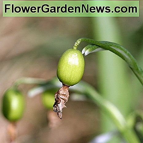 Cazuri de semințe de floarea soarelui Snowdrop seed cases