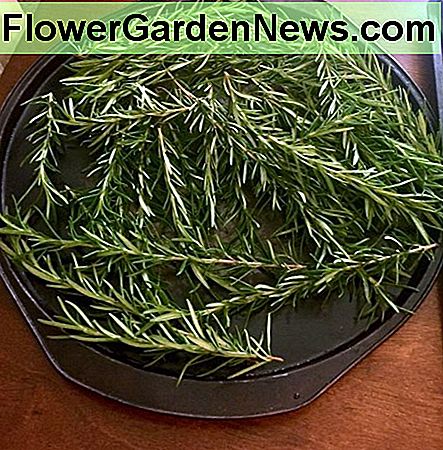 Rosemary Ovn Drying Prep Rosemary Oven Drying Prep