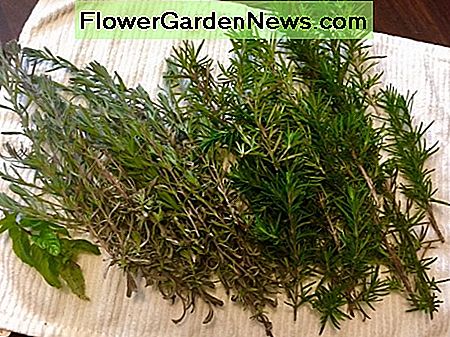 Luft tørring Rosemary på et håndklæde Air drying Rosemary on a towel
