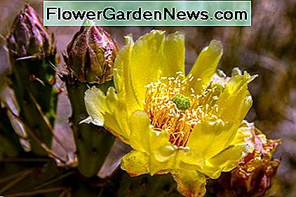 Ein blühender Kaktus ist in der Tat ein schöner Anblick. Wäre diese trockentolerante Pflanze nicht eine großartige Ergänzung für Ihren Garten? A cactus in bloom is a beautiful sight indeed. Wouldn't this drought-tolerant plant be a great addition to your garden?