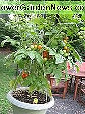 'Süße 100' Tomaten 'Sweet 100' Tomatoes
