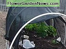Shade Cloth kann Tomaten vor Sonnenbrand schützen Shade Cloth Can Protect Tomatoes from Sunburn