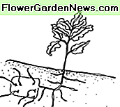 Tomaten seitlich im Graben pflanzen Plant Tomatoes Sideways in Trench