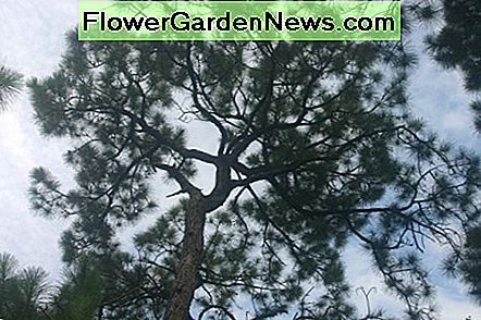 วิธีเข็มสนเล่นกับเมฆ! How the pine needles play with the clouds!