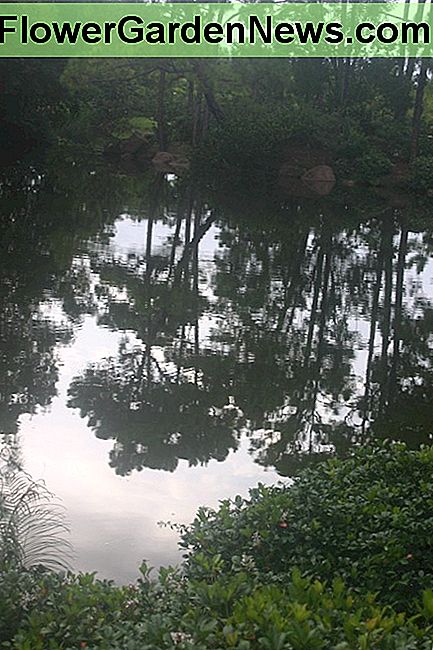 ต้นสนสะท้อนคลื่นระลอกในบ่อ The pine's reflection ripples in the pond.