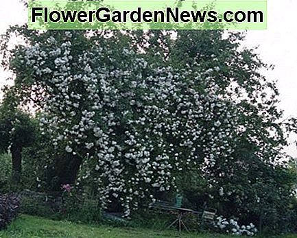 Rose Mme. Legras de Saint-Germain laipiojimas obelys. Rose Mme. Legras de St. Germain climbing in an apple tree.