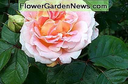 David Austin: Abraham Darby Rose David Austin: Abraham Darby Rose