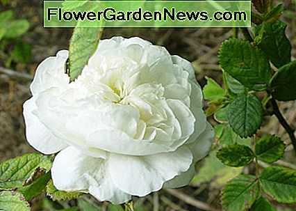 Davidas Ostinas: David Austin: Winchester Cathedral Rose