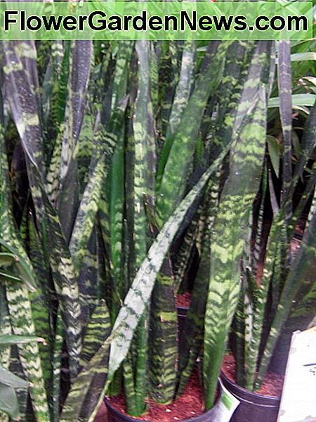 Schlangenpflanze Snake plant